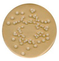 Potato dextrose agar for microbiolo